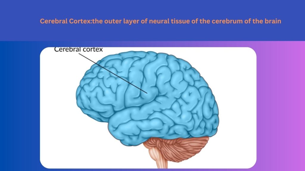 Lobes of the cerebral cortex